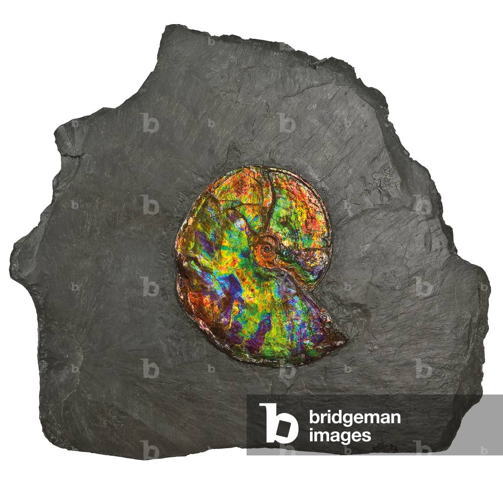 A large iridescent ammonite, from Canada (fossil)