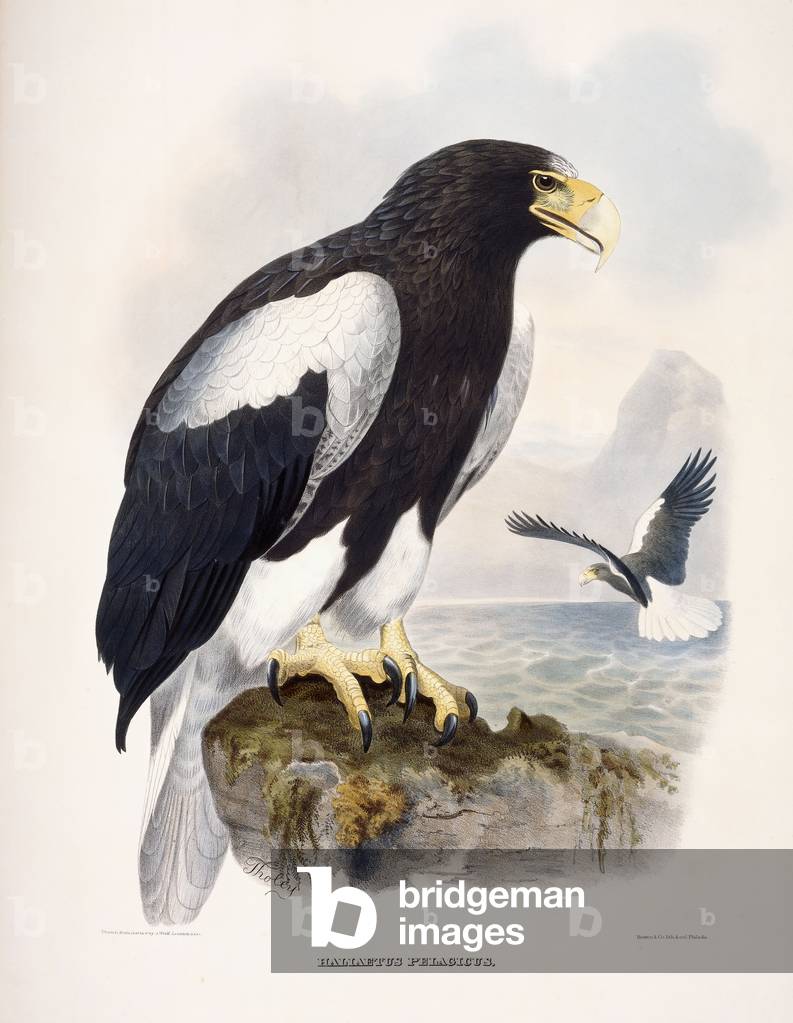 Haliaetus Pelagicus (Steller's Sea Eagle), 1866-1869 (hand-coloured lithograph)