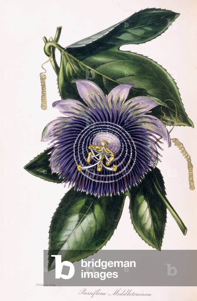 Passiflora Middletoniana, c.1834-1849 (engraving)