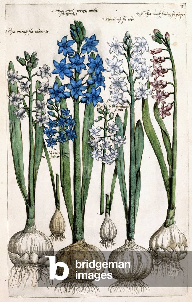 Hyacinths, 1631-1647 (hand-coloured engraving)