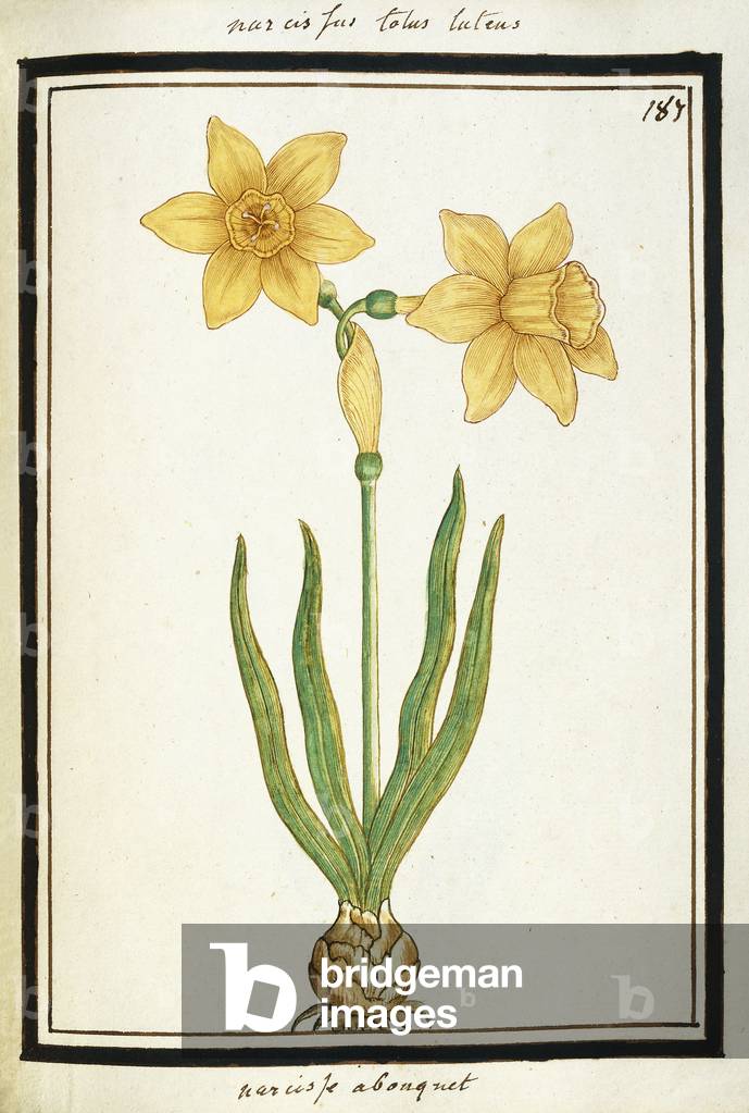 Bouquet Narcissus, c.1700 (watercolour drawing, framed in black)