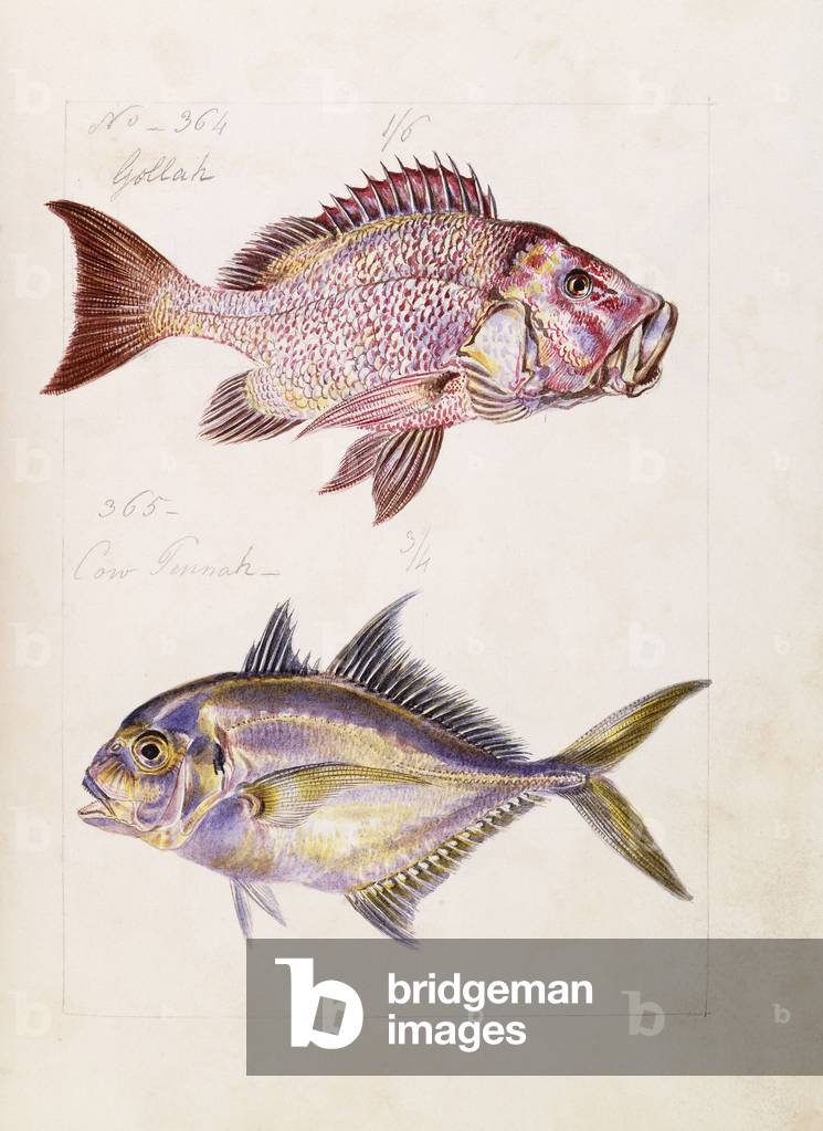 Gollah etc, c.1850 (original watercolour drawing)
