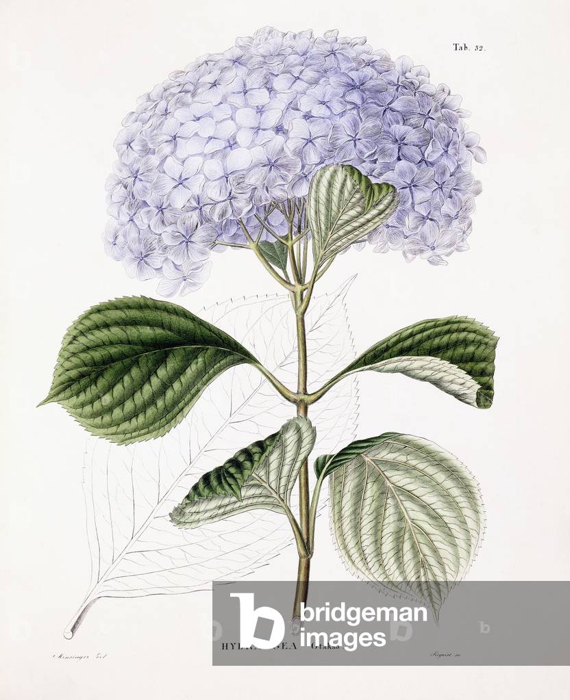 Hydrangea Ottaksa, c.1835-70 (colour lithograph)