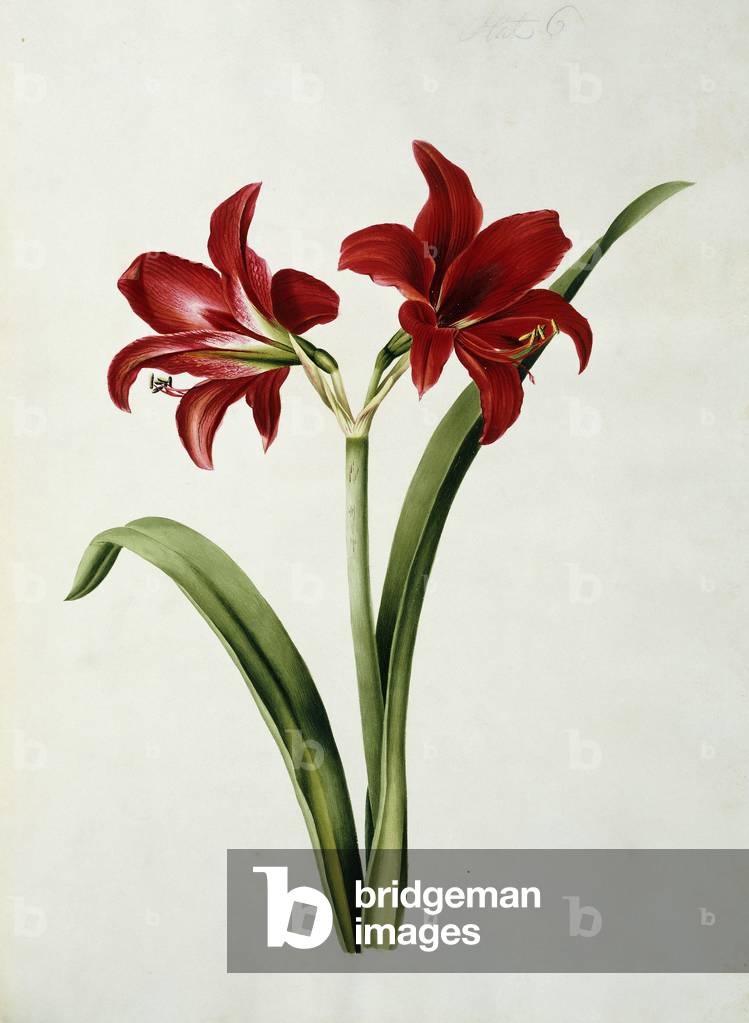 Red Amaryllis, 1839 (watercolour drawing)