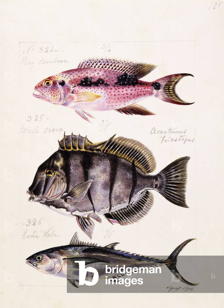 Rey tambova etc, c.1850 (original watercolour drawing)