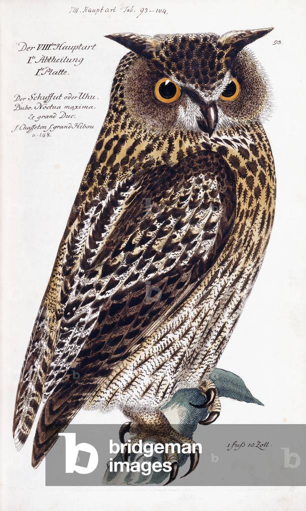 Owl, 1733-1763 (hand-coloured engraving)