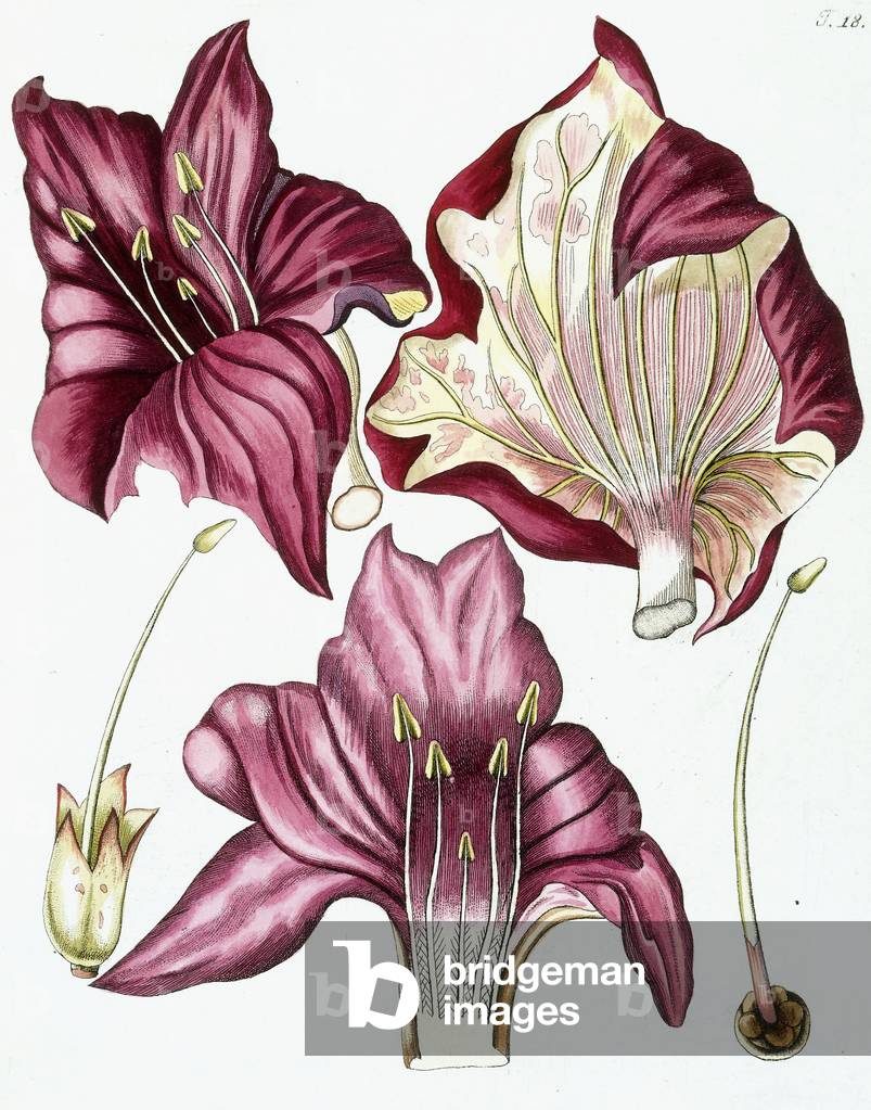 Figure 18, from 'Collectanea ad Botanicam, Chemiam, et Historiam Naturalem spectantia, cum figuris', 1786-1796 (hand-coloured engraving)