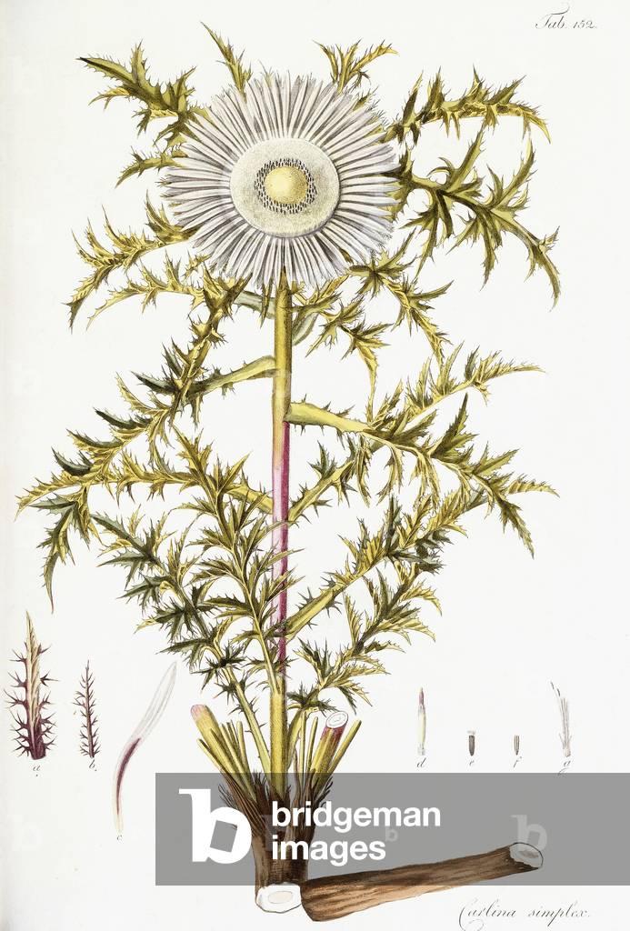 Carlina Simplex (Alpine Thistle), 1799-1812 (hand-coloured engraving)