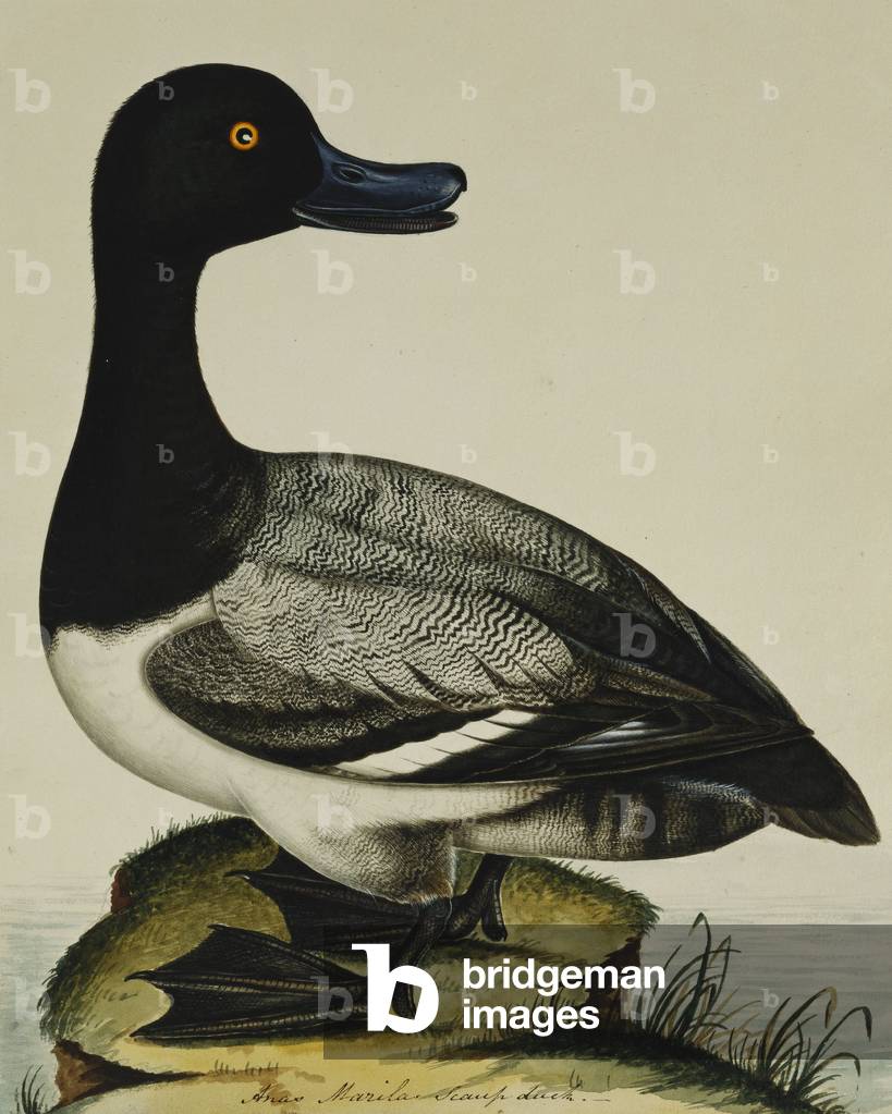 Scaup Duck (Anas Marila), (pencil and watercolour heightened with gum arabic)