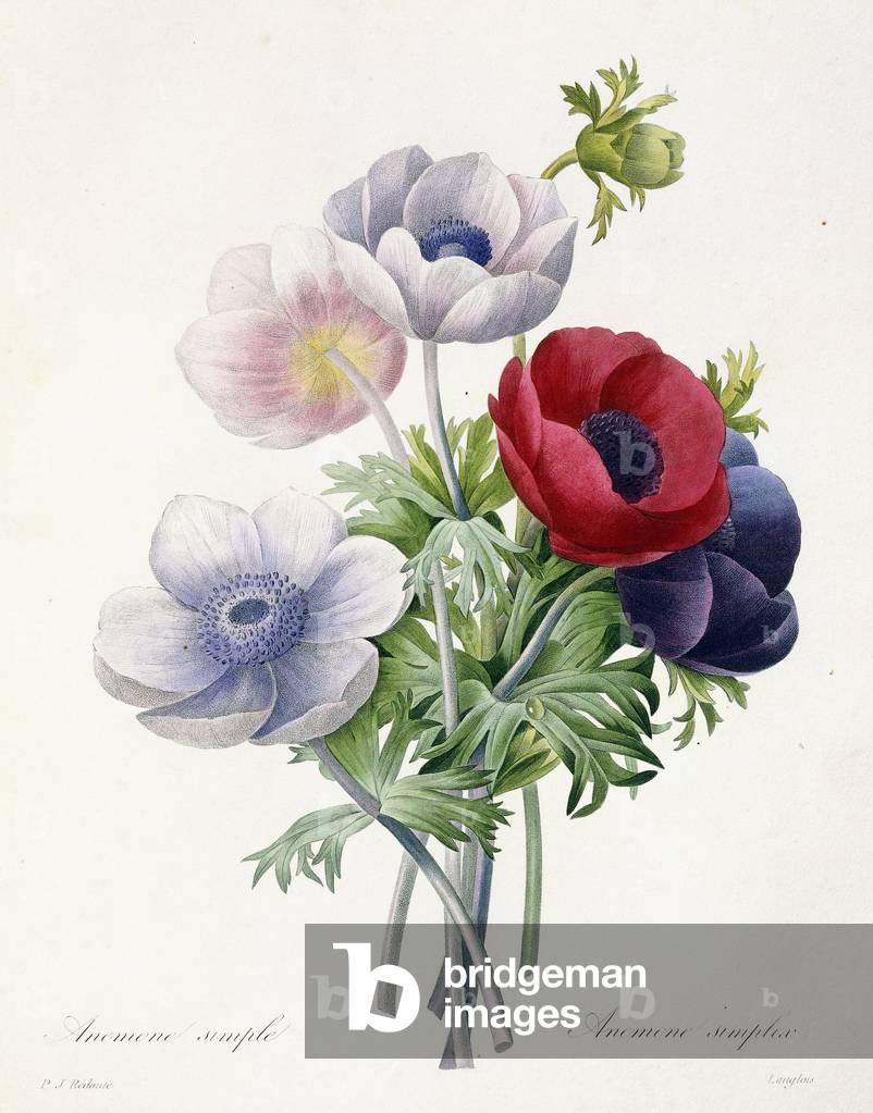 Anenome Simple, from 'Choix des Plus Belles Fleurs et des Plus Beaux Fruits' by Pierre Joseph Redoute, 1829 (stipple engraving)
