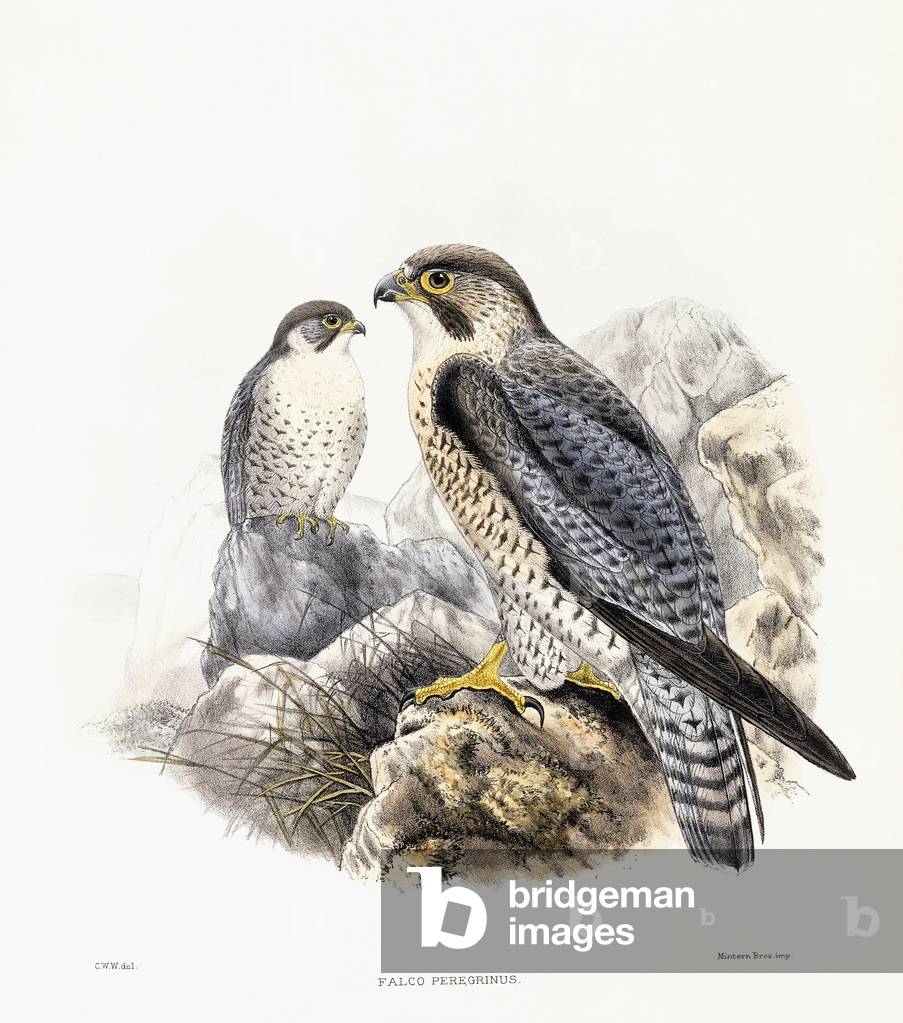 Peregrine Falcon - Falco Peregrinus, 1894-1899 (hand-coloured lithograph)