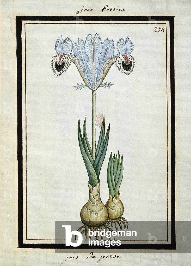 Persian Iris, c.1700 (watercolour drawing, framed in black)