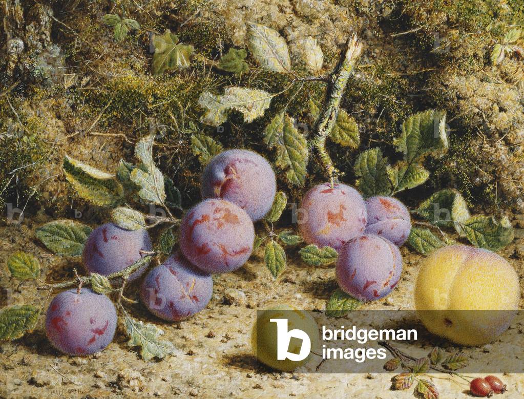 Still Life with Plums, a Peach and Rosehips, (pencil and watercolour heightened with bodycolour)