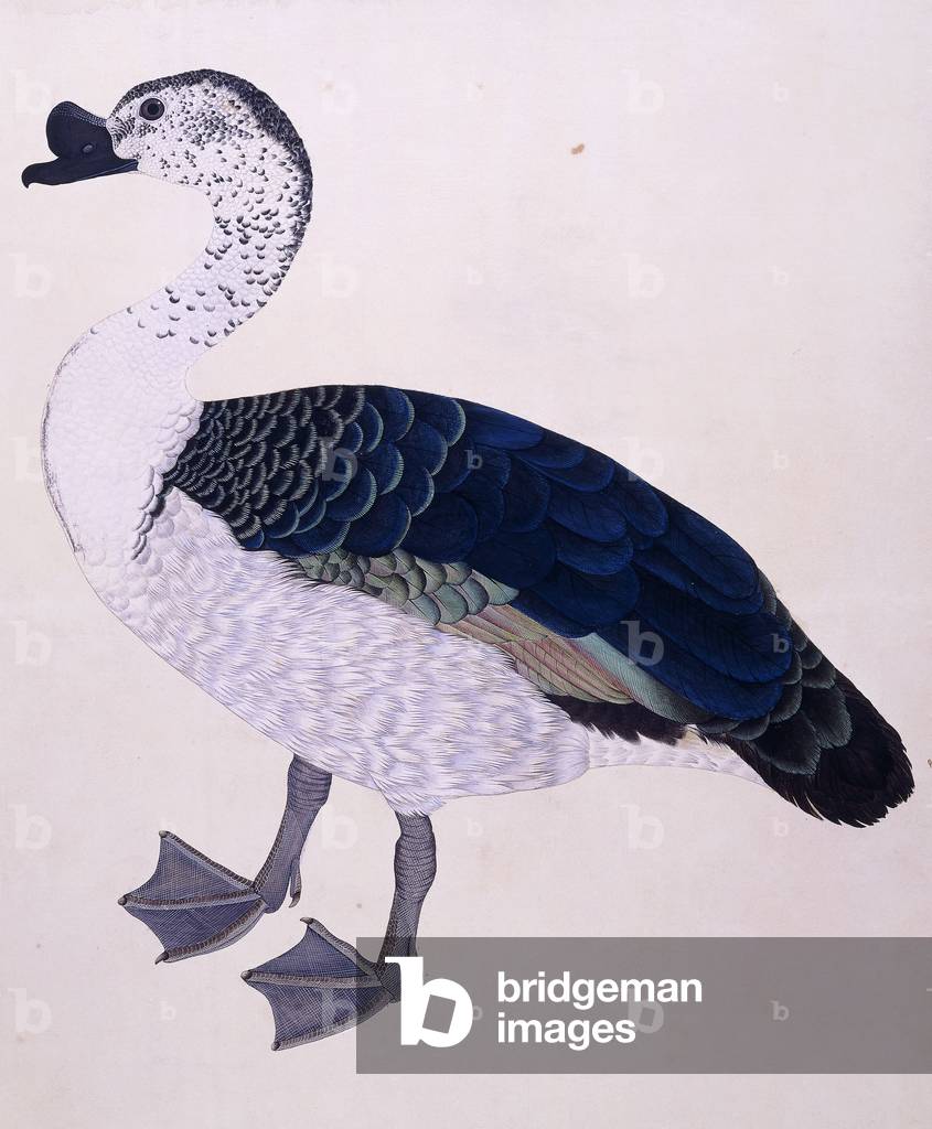 A Comb Duck, c.1800 (w/c on european paper)