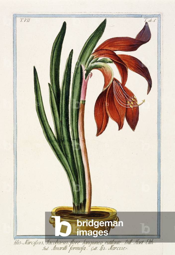 Amaryllis Formosa, 1772-1784 (hand-coloured engraving)