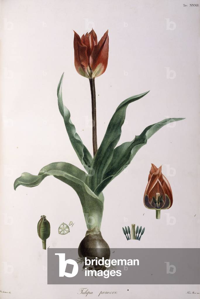 Tulipa praecox, 1811-1829 (stipple-engraving, printed in colours and finished by hand)