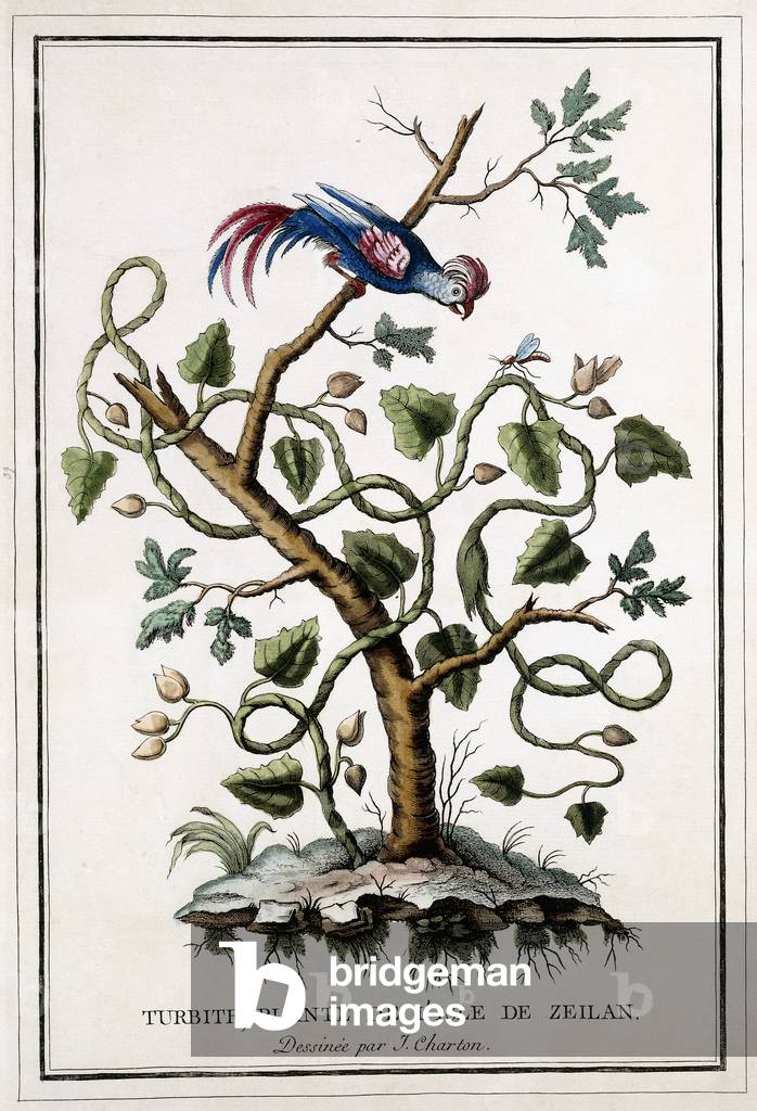 Turbith, plante de l'isle de Zeilan, 1784 (hand-coloured engraving)