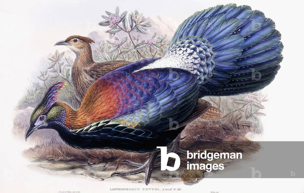 Lophophorus Lhuysii (Chinese Monal, Pheasant), 1850-1883 (hand-coloured lithograph)