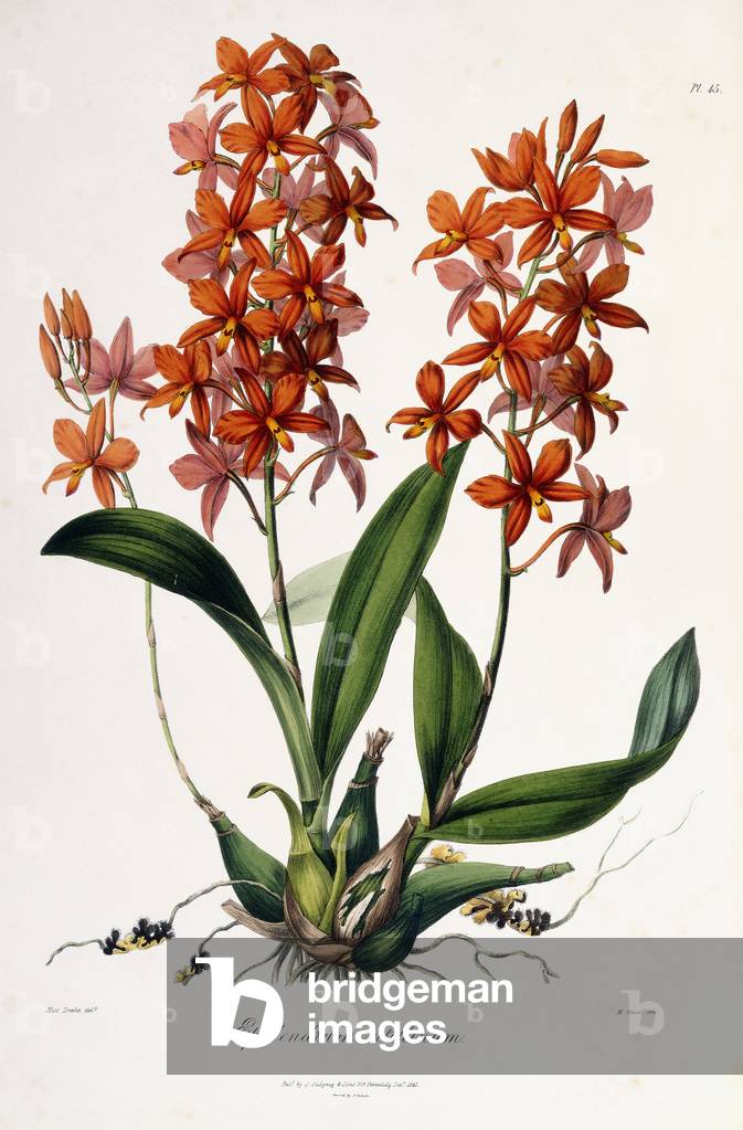 Epidendrum Vitellinum, c.1837-41 (hand-coloured lithograph)