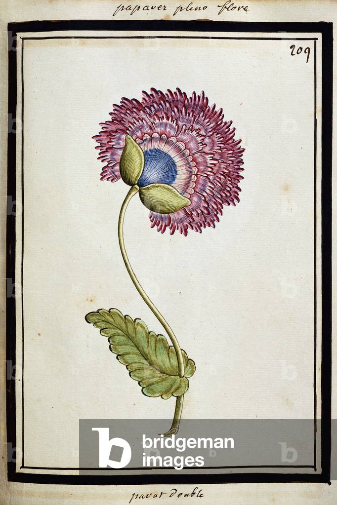 Double Poppy, c.1700 (watercolour drawing, framed in black)