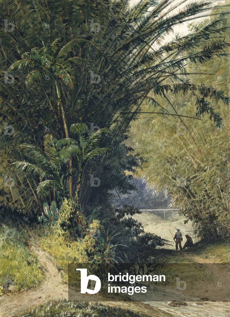 A Bamboo Grove in Trinidad (watercolour)