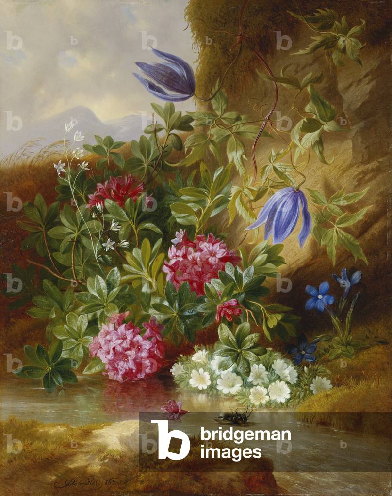 Alpenblum, (oil on panel)