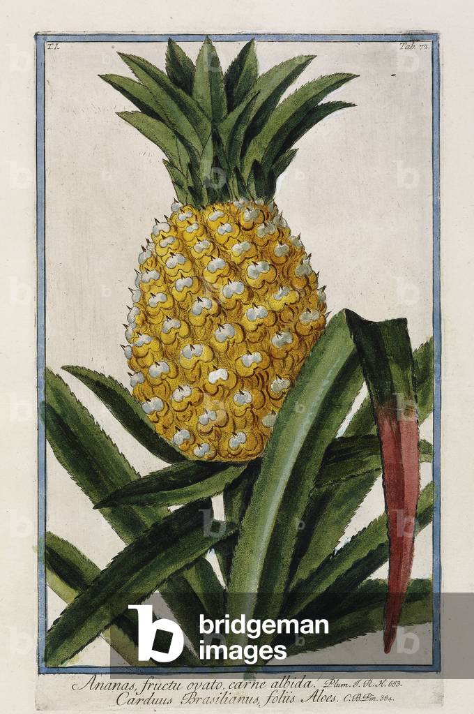 Pineapple, 1772-1784 (hand-coloured engraving)