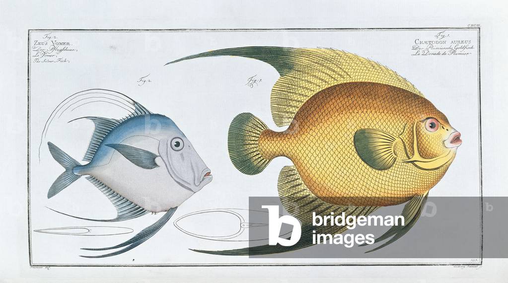 Chaetodon Aureus (Pomacanthus arcuatus) (Fig. 1) and Lookdown Fish (Selen vomer), c.1785-88 (hand coloured engraving)