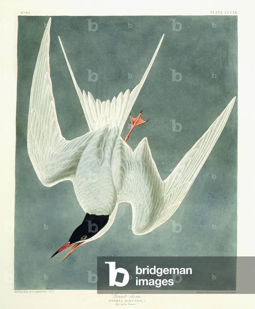 Great Turn, Male, Spring Plumage, 1836 (hand-coloured etching with aquatint engraving)