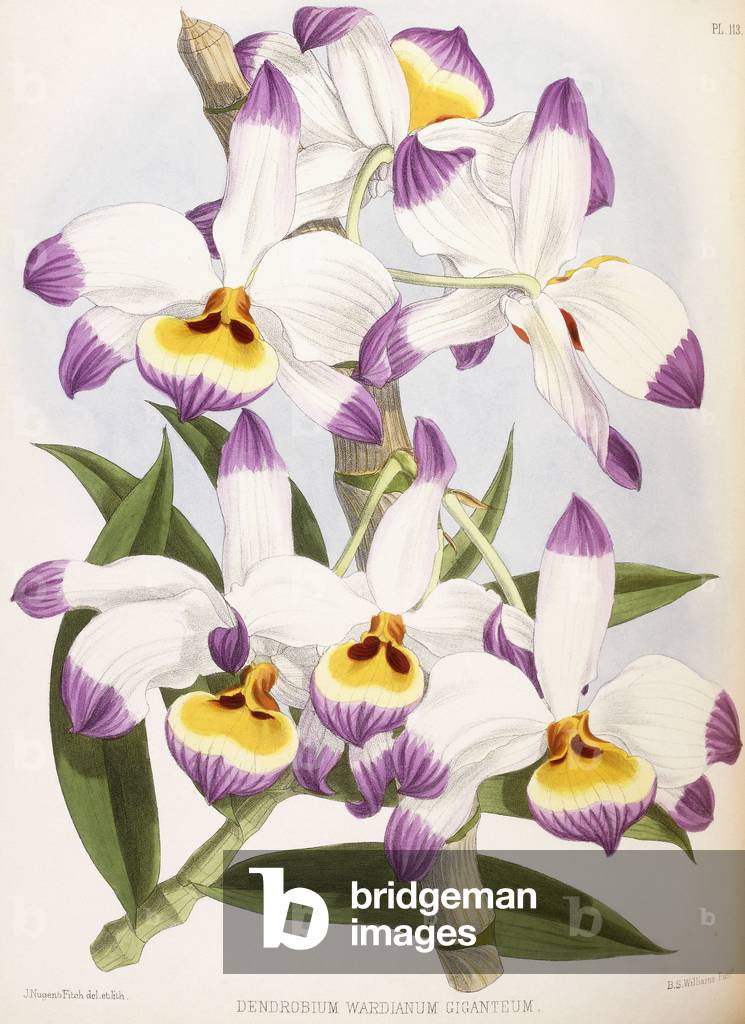 Dendrobium Wardianum Giganteum, 1824-1890 (coloured lithograph)