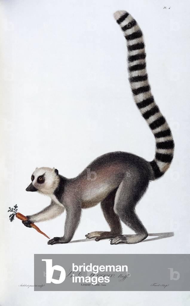 A Lemur, c.1798-99 (hand-coloured engraving)