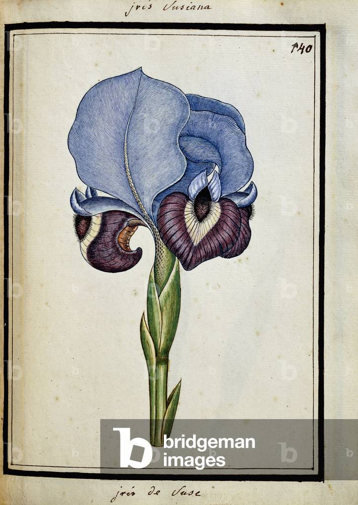 Iris Susiana (Mourning Iris), c.1700 (watercolour drawing, framed in black)
