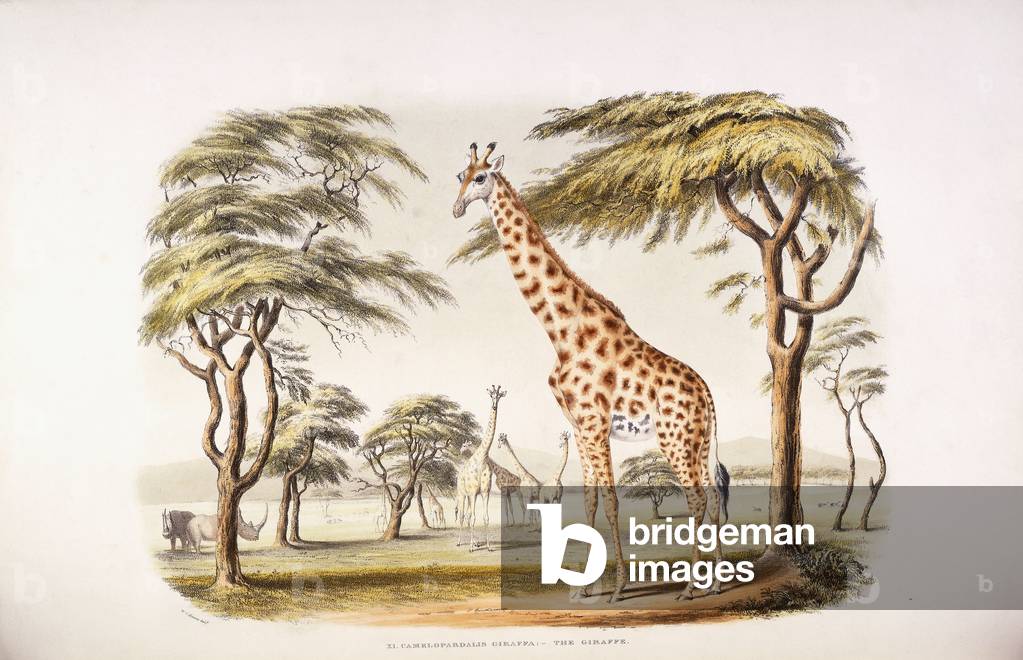 Camelopardalis Giraffa (The Giraffe), 1840-1844 (hand-coloured lithograph)