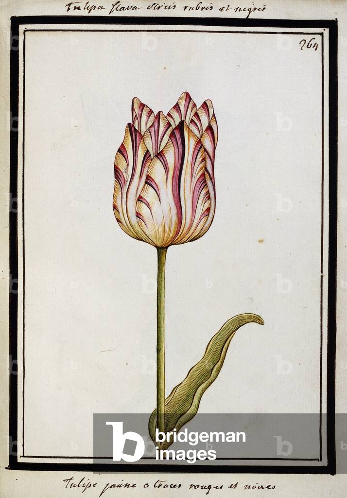 Yellow Tulip with red and black streaks, c.1700 (watercolour drawing, framed in black)