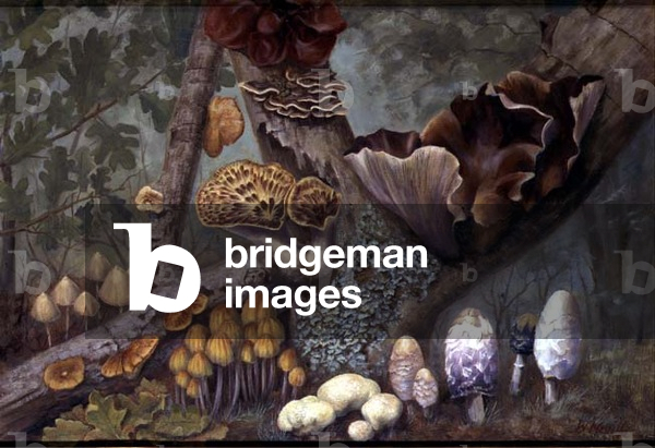 Fungi in Woodland (oil on panel)