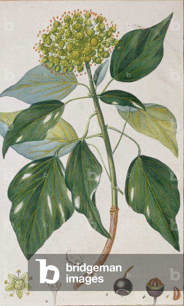Climbing Ivy, botanical plate, c.1820 (colour litho)