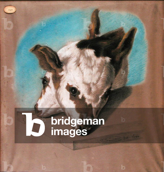 Calf with Two Heads, 1844 (pastel on paper)