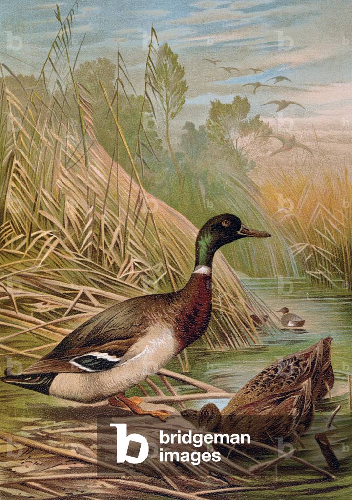 Germani reali, illustrazione da un libro ungherese di storia naturale, 1904 (colore lito)