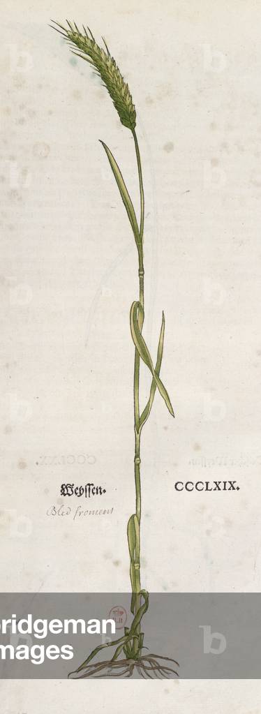 Ear of wheat, from 'The Herbarium' by Leonhart Fuchs (1501-66), published in Basel, 1555 (colour engraving)