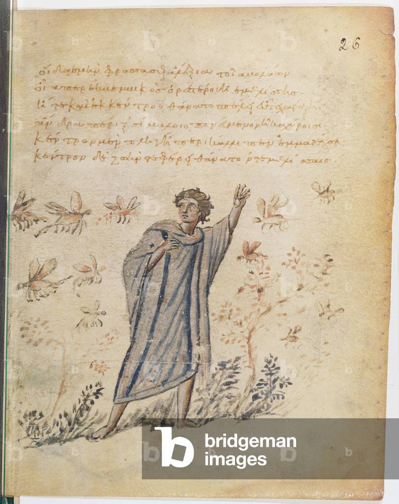 Ms Supp Grec 247 fol.3 Man escaping from bees, illustration from Theriaca of Nicander of Colophon (fl.2nd century BC) (vellum)