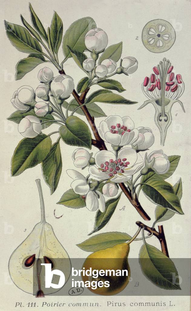 Common Pear (colour litho)