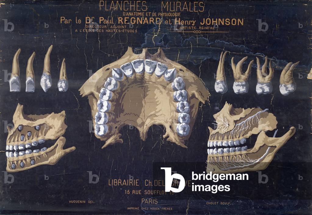Anatomical wallchart of the teeth (colour litho)