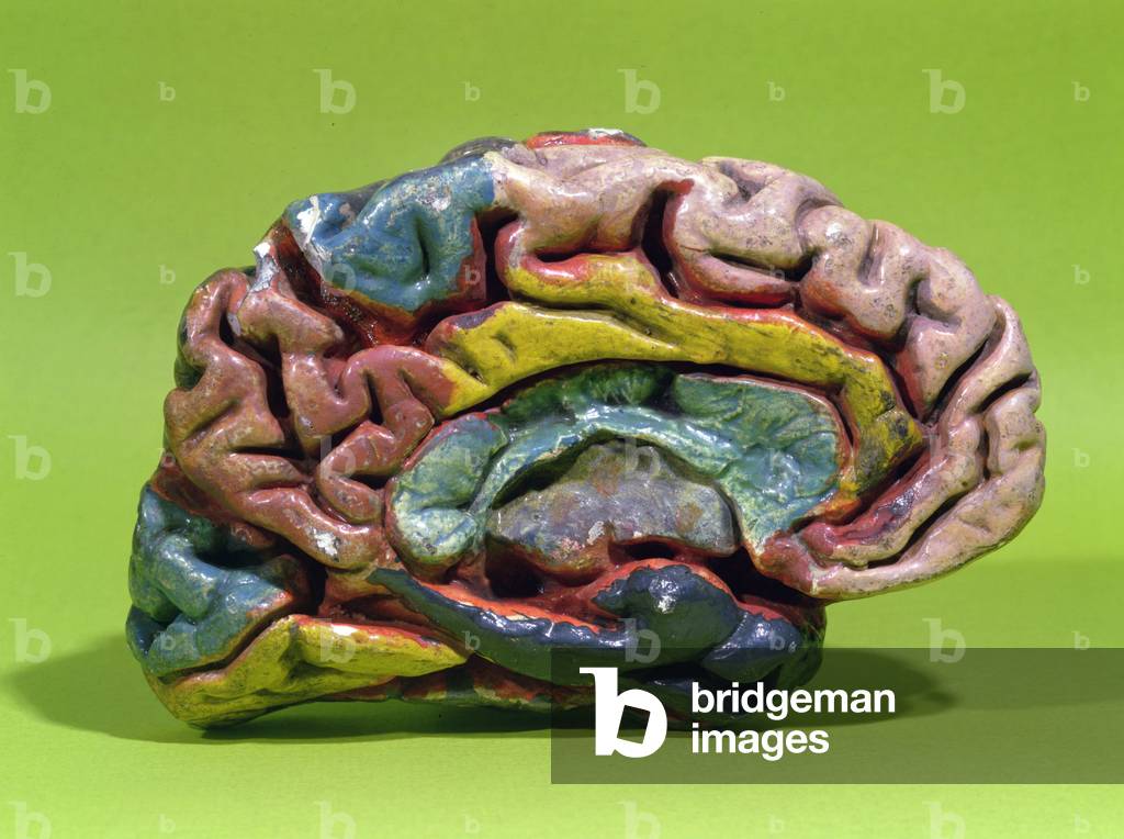 Hemisphere of a human brain (painted plaster)