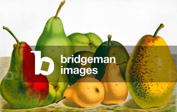 Five varieties of pear (colour litho)