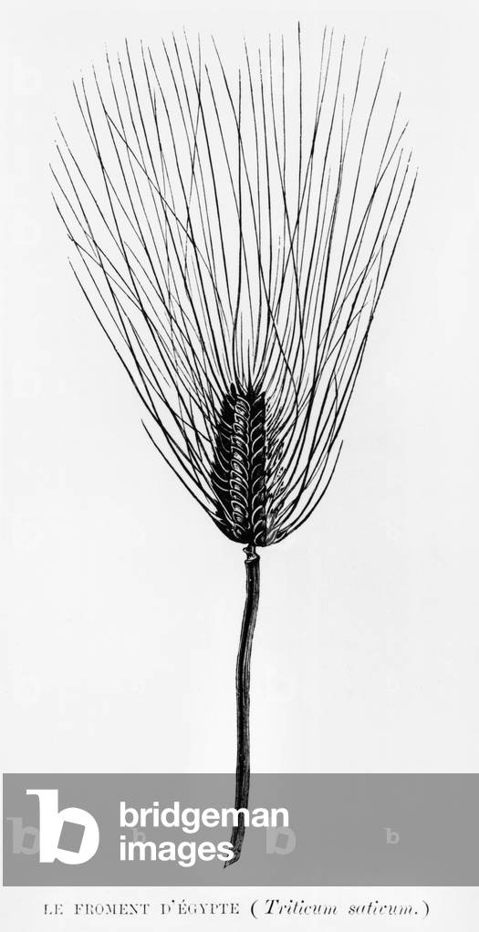 Egyptian wheat, illustration from 'L'Egypte' by Georges Ebers (1837-98) published in Paris, 1880 (engraving) (b/w photo)