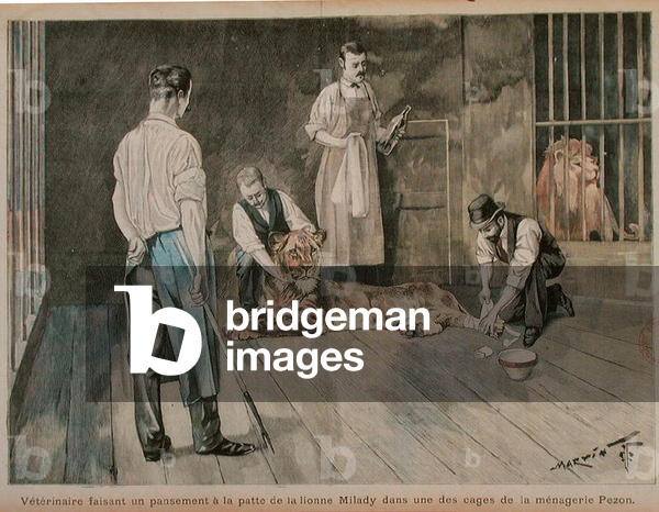 A veterinarian bandaging the paw of the lionness Milady, c.1898-99 (coloured engraving)