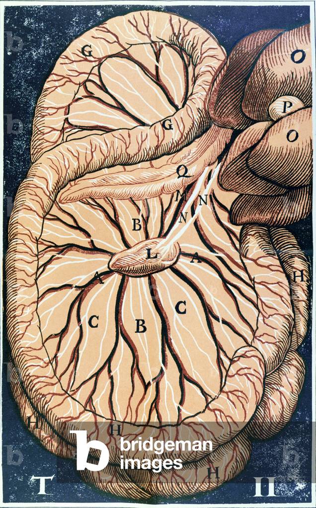 The Pancreas (colour litho)