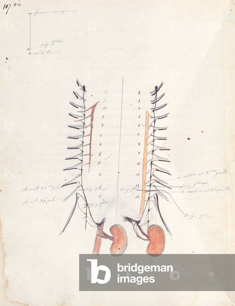 The Kidneys, c.1843 (pen & ink and coloured pencil on paper)