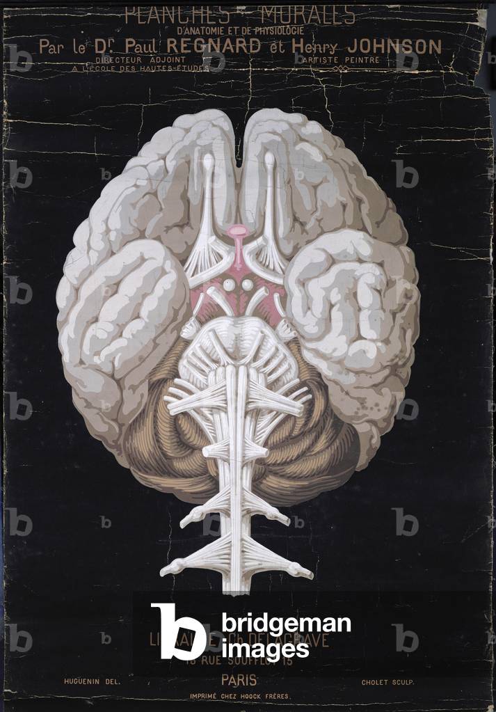 The Brain, from 'Planches Murales d'Anatomie et de Physiologie' by Dr. Paul Regnard and Henry Johnson (oil on canvas)