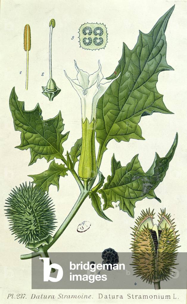 Datura stramonium, botanical plate (colour litho)
